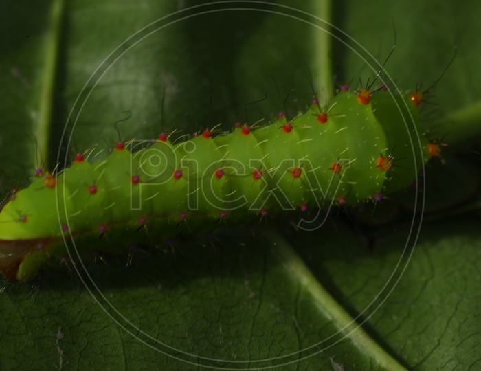 A Closeup of Green Caterpillar