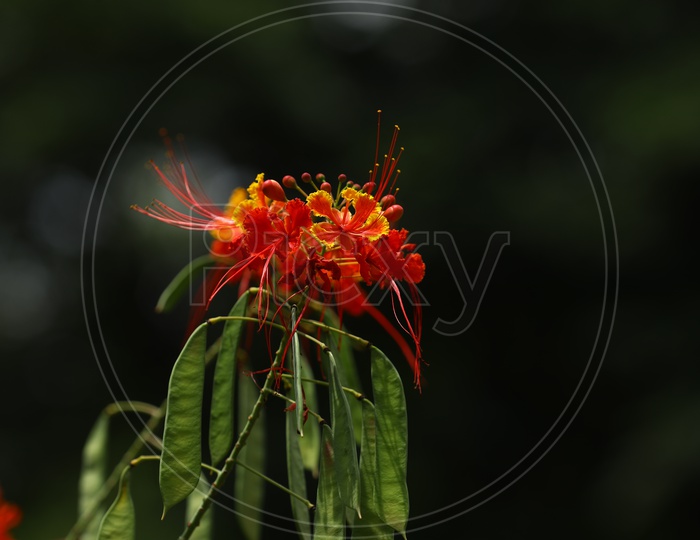 Closeup of Mexican butterflyweed flower