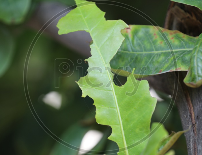 Leaves eaten by a caterpillar
