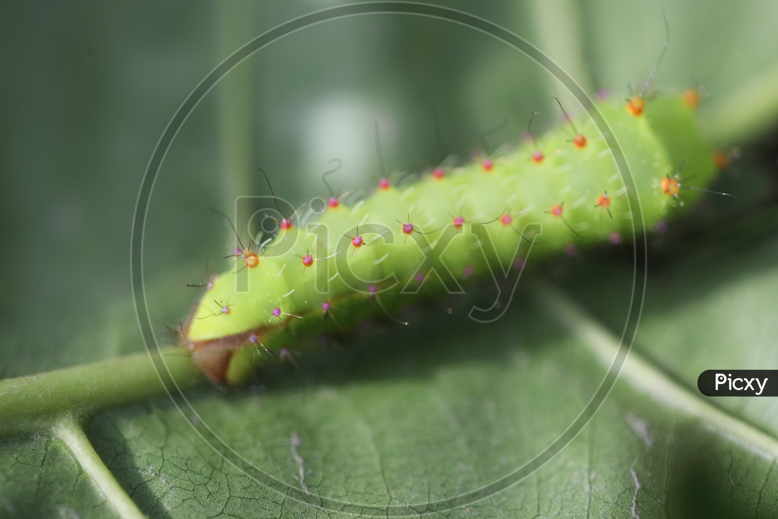 Closeup of Caterpillar eating the leaf
