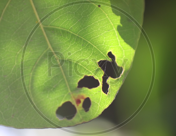 A diseased Badam Tree Leaf