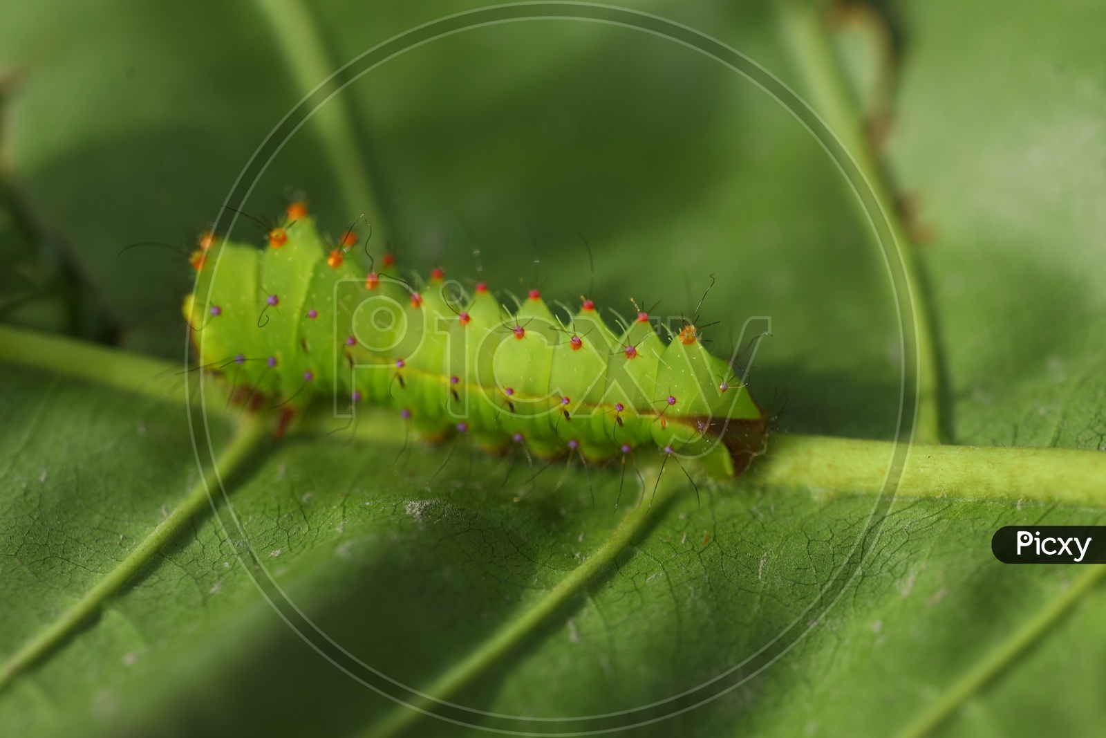 A Caterpillar moving on the leaf