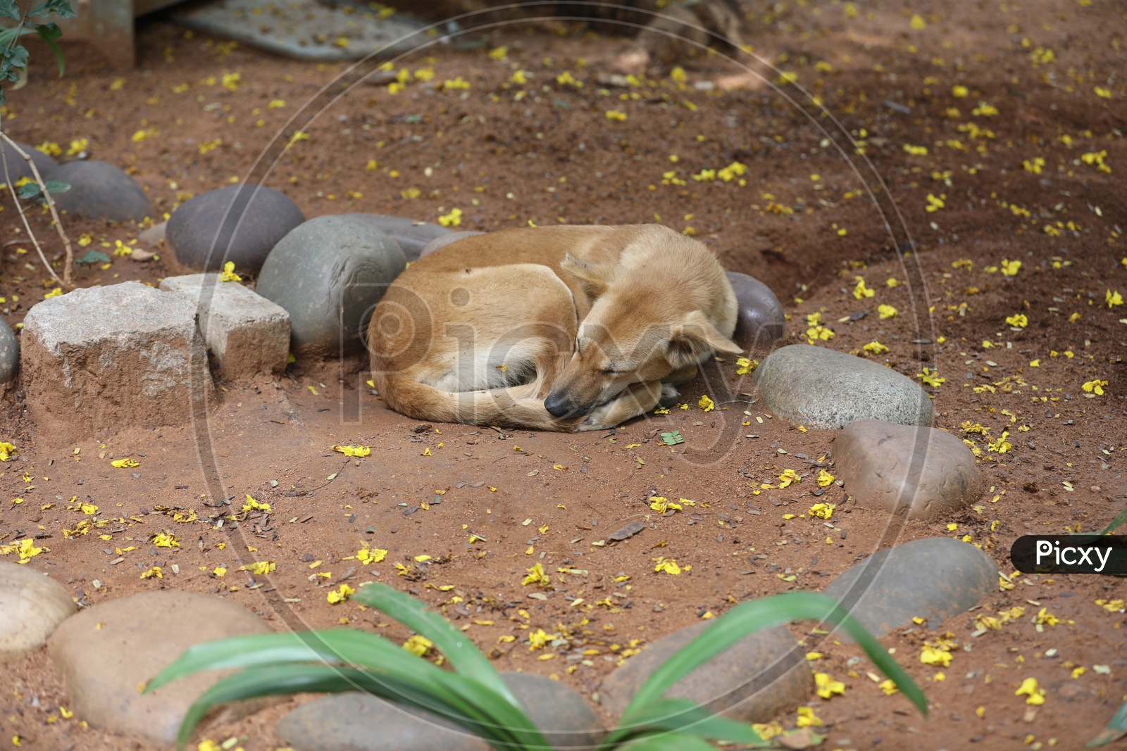A stray dog sleeping alongside the stones