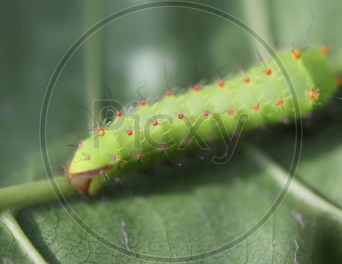 Closeup of Caterpillar eating the leaf