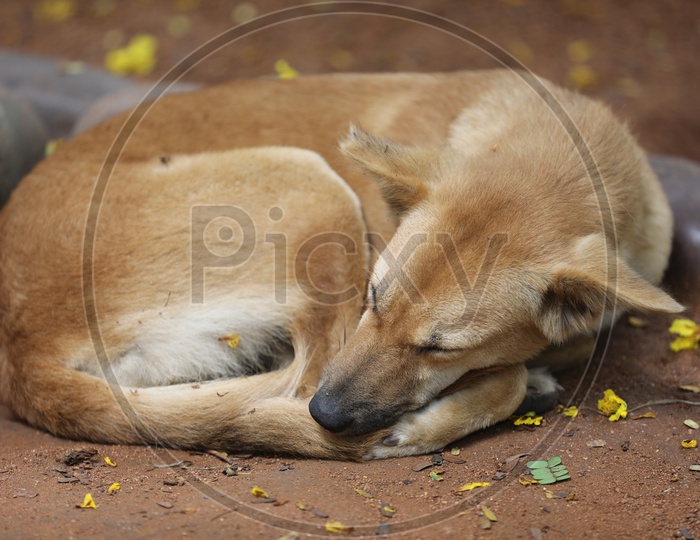 A Stray dog sleeping
