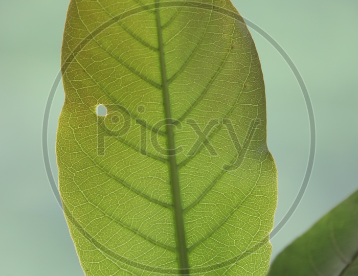 A Badam tree leaf