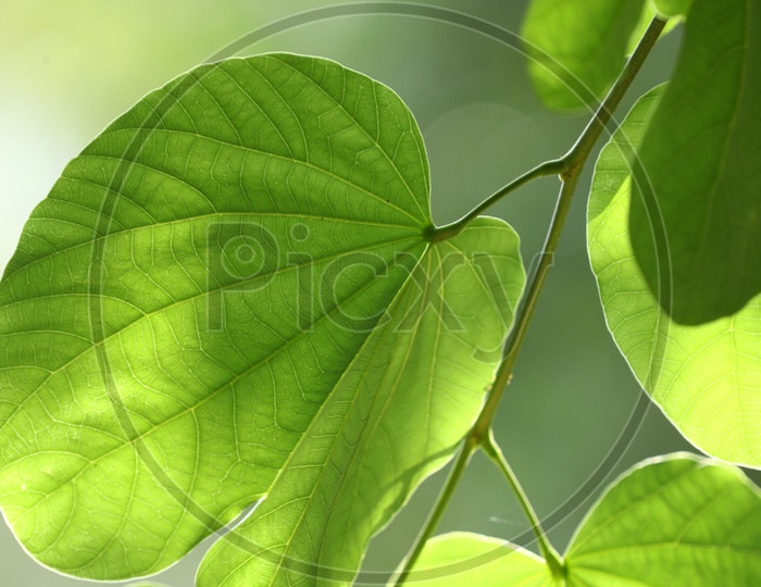 Pattern of the plant leaves