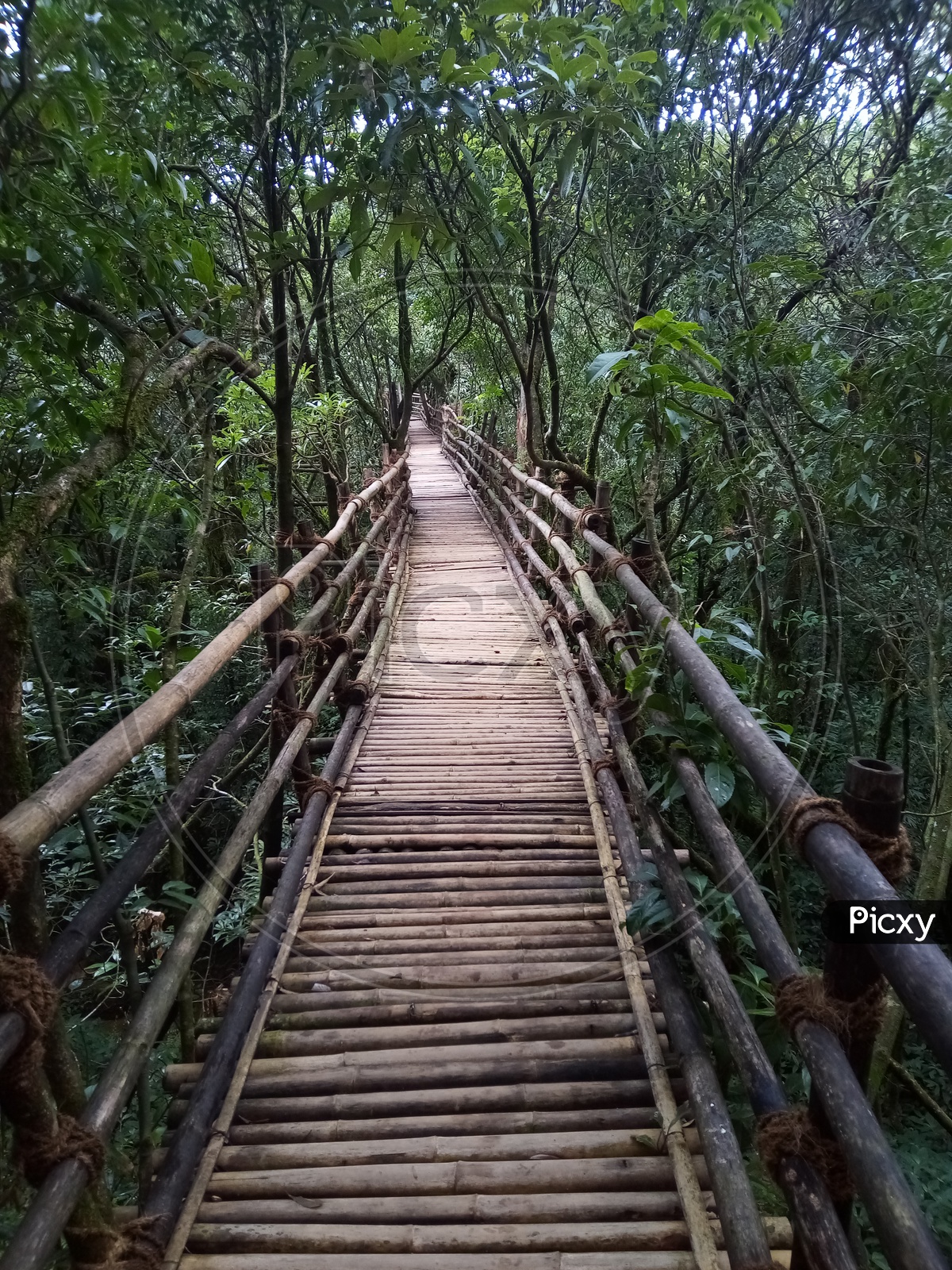 Picturesque Bamboo Bridge