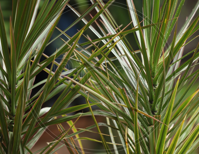 Yucca Plant Leaves