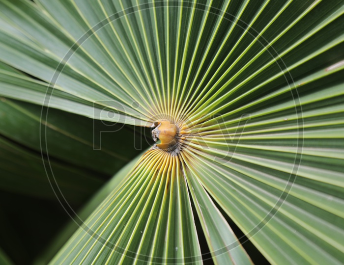 Closeup Of Leaf of Dwarf Palmetto Tree