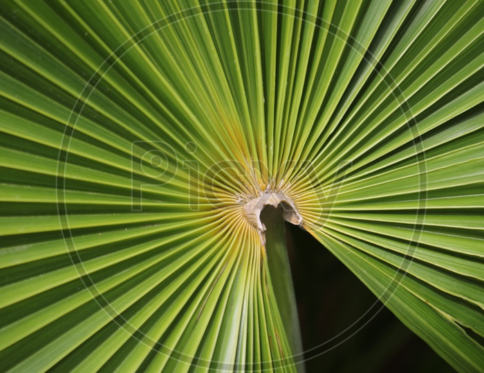 Patterns of Leaf of Dwarf Palmetto Tree