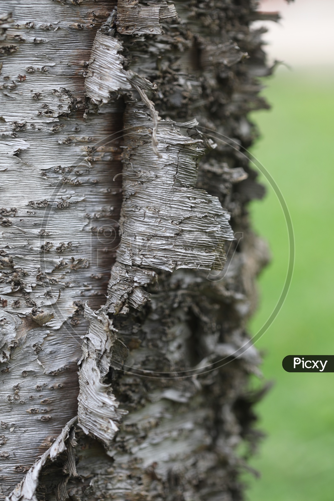 Tree Bark Peel Section