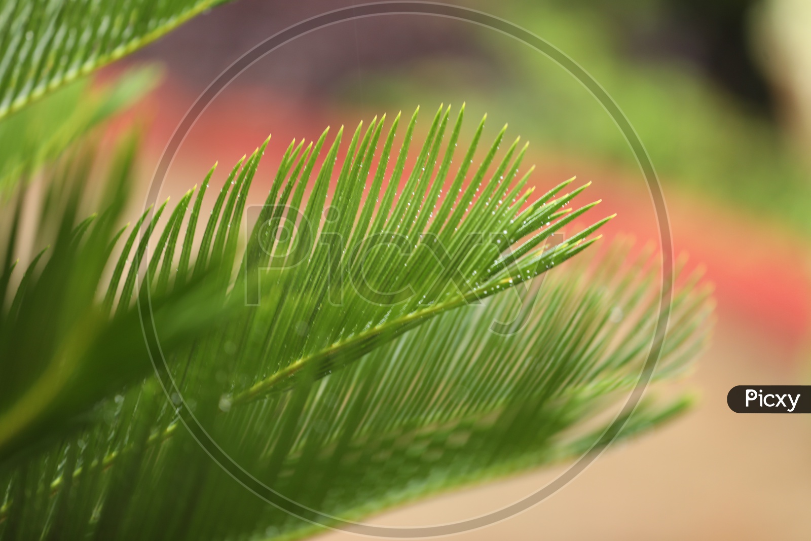 Close up of Pine Leaves