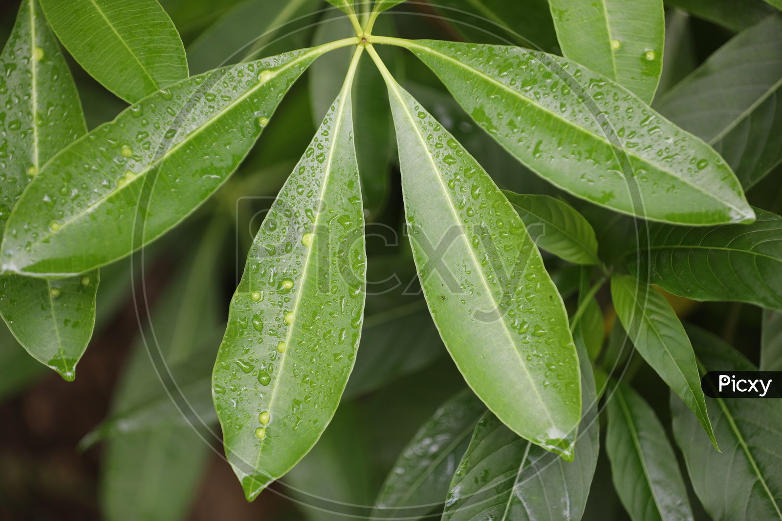 Water Droplets on Plants Leaves
