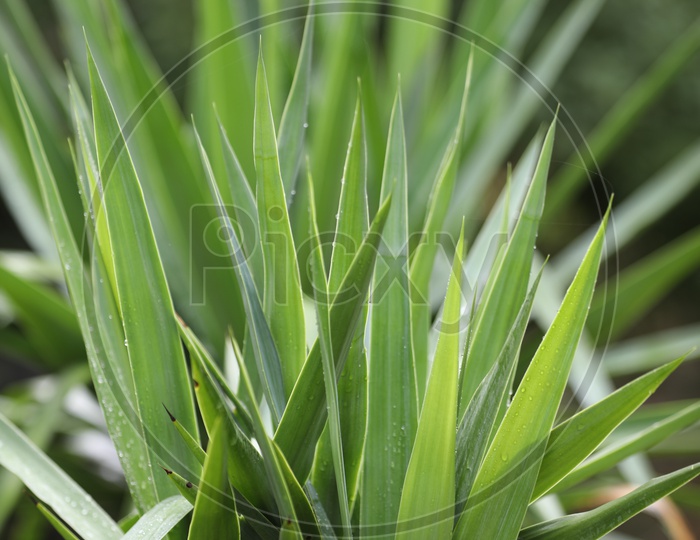 Sweet Grass with dew drops