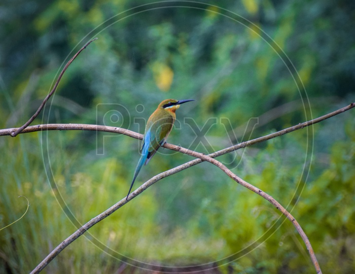 The Blue-Tailed Bee Eater