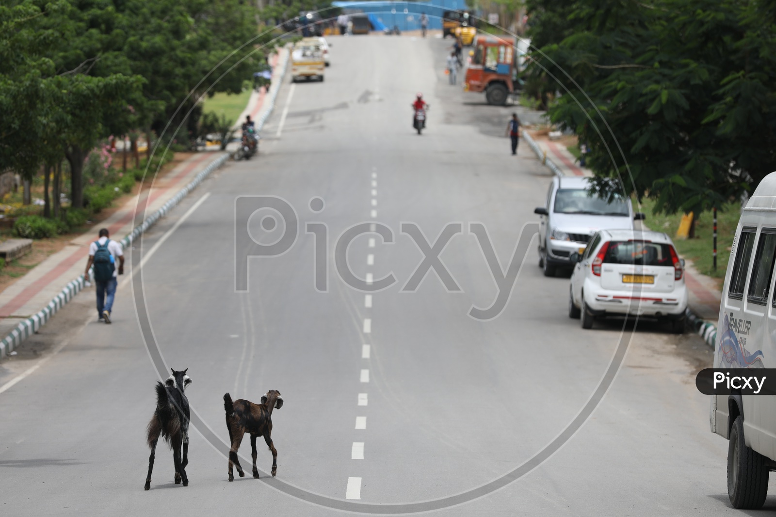 Goats moving along the road