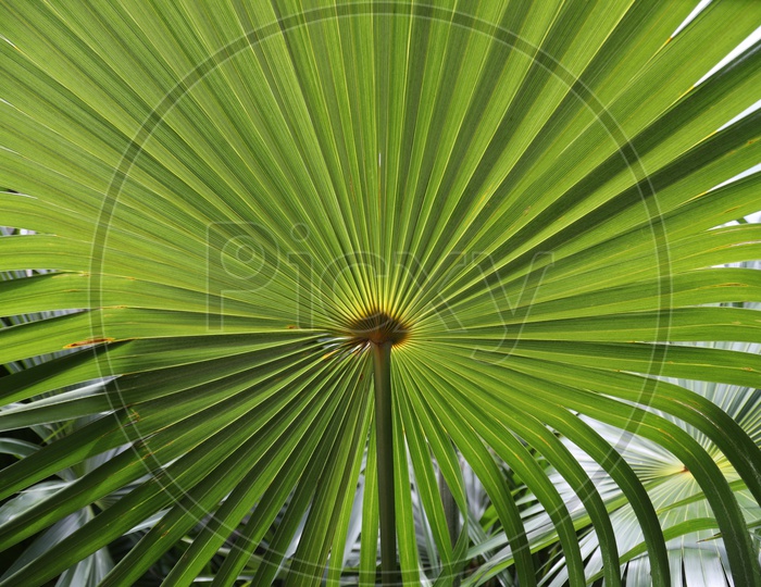 Dwarf Palmetto Tree Leaf Closeup With leaf Pattern