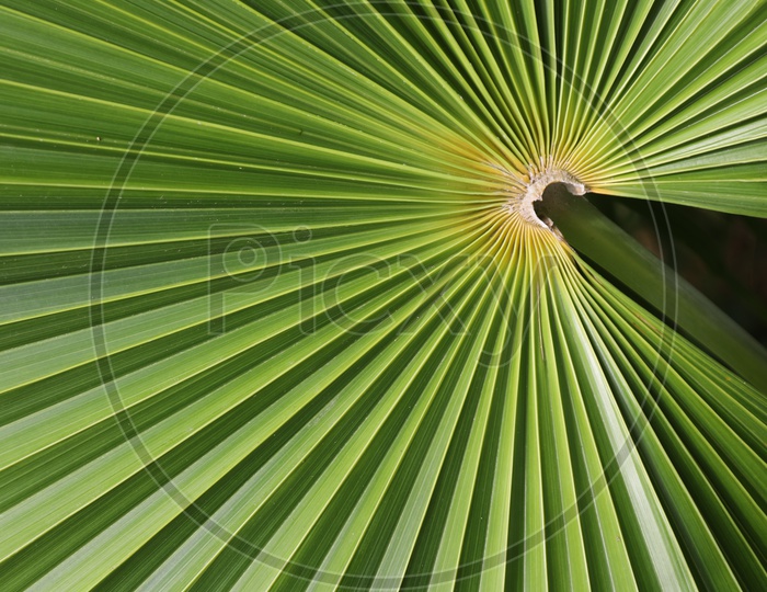 Patterns of Dwarf Palmetto Tree Leaf Closeup