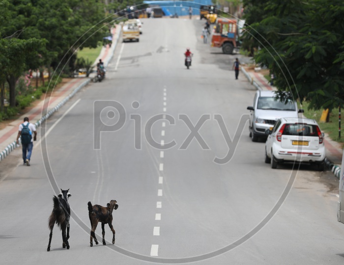 Goats moving along the road