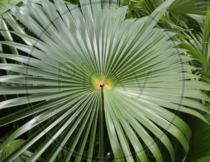 Leaf of Dwarf Palmetto Tree With Leaf Patterns