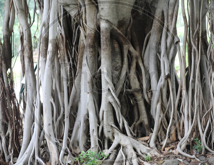 Branches Turn Roots Of a banyan Tree