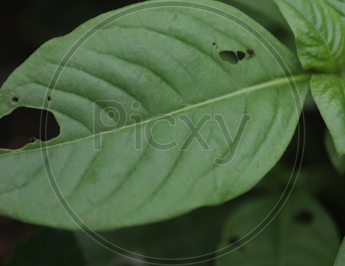 Closeup of Holes on Green Leafs  Leaf  Eaten by  Pests