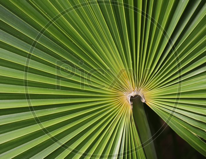 Leaf of Dwarf Palmetto Tree