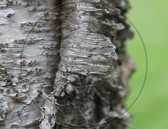 Tree Bark Peel Section