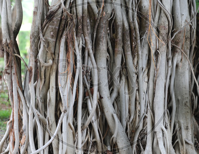 Branches Turn Roots Of a banyan Tree