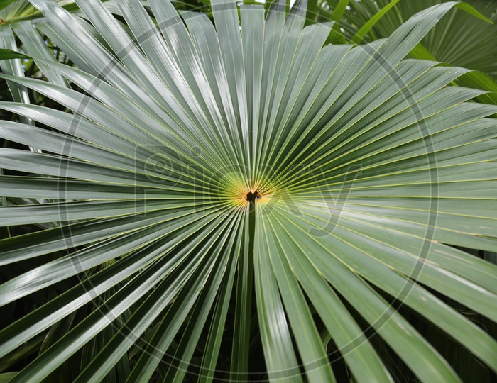 Leaf of Dwarf Palmetto Tree Closeup