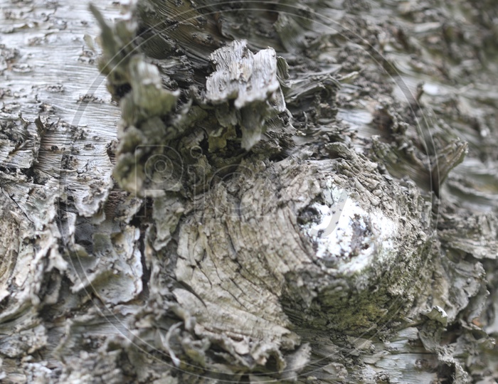 Tree Bark With Node  On Stem  Closeup