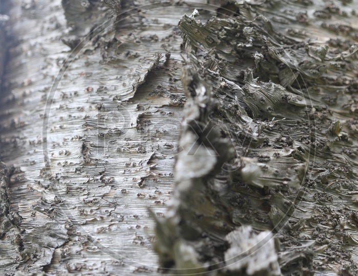Peel Section Of a tree Bark