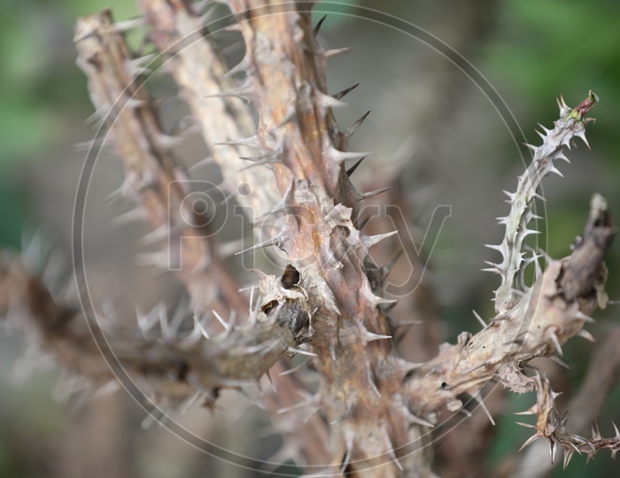 A cactus Plant Thorns