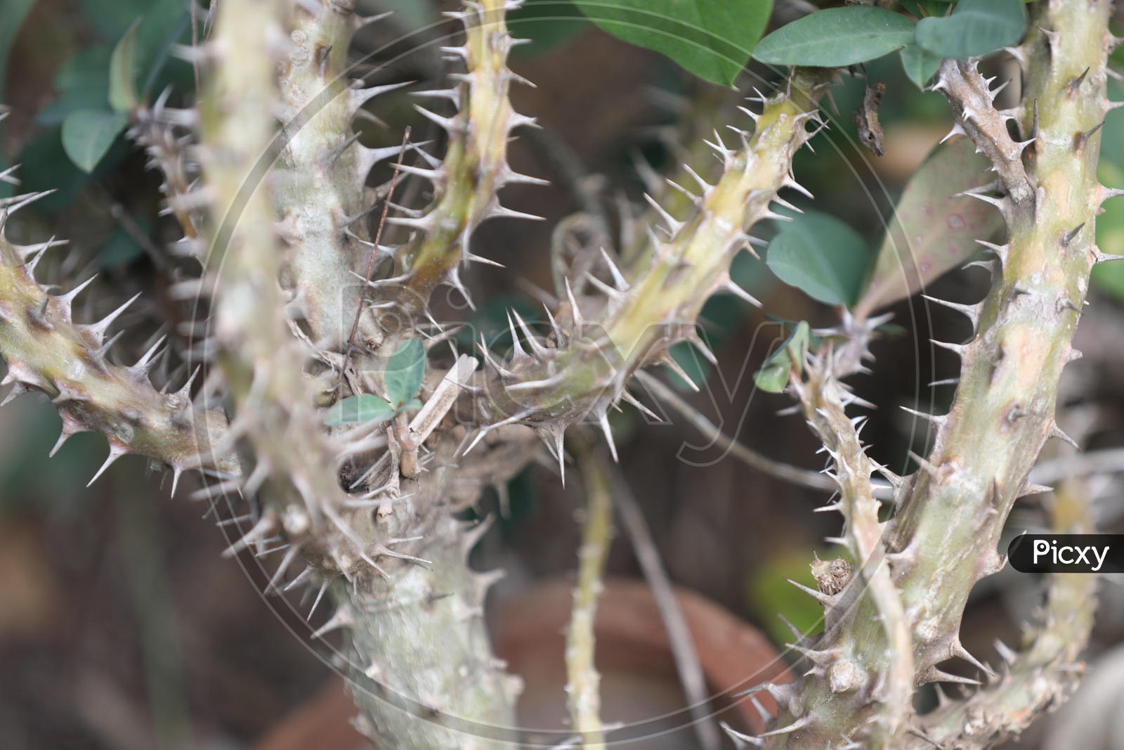 Thorns of a cactus plant