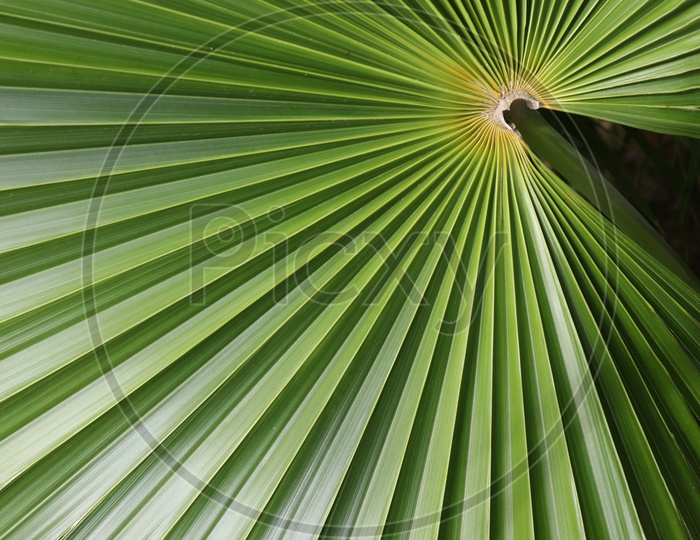 Dwarf Palmetto Tree Leaf Closeup