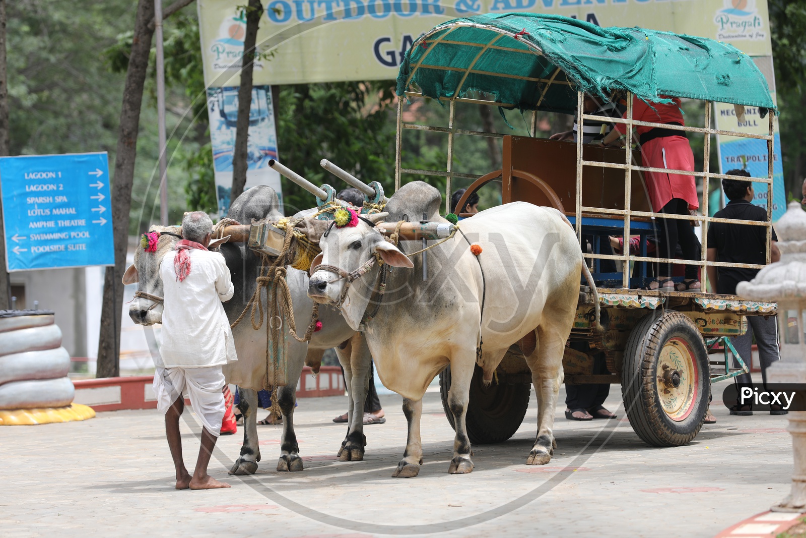 An Old Man With a Bullock Cart on roads