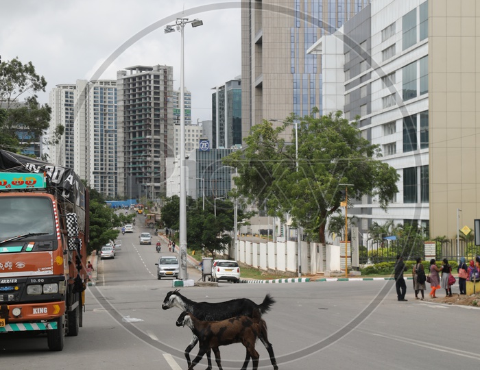 Goats walking on Road