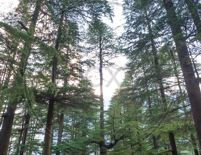 Pine Tree Forest in Manali