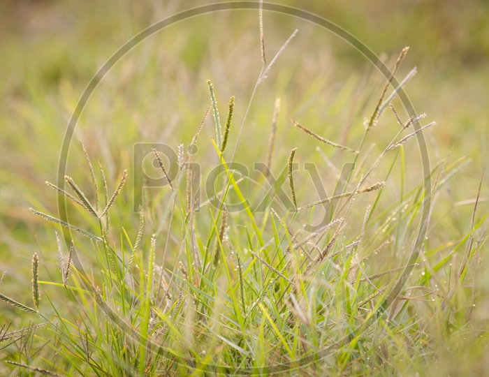 Grass with dew during winters in Thailand