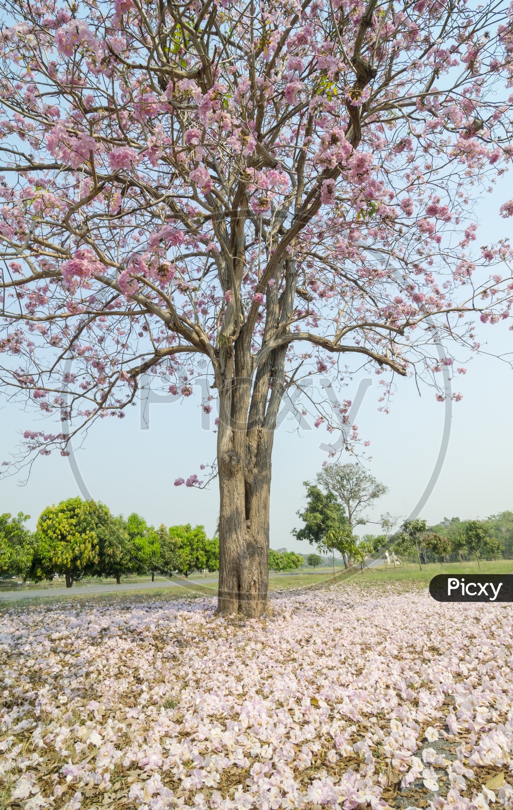 A Cherry Blossom Tree during fall in Thailand Garden