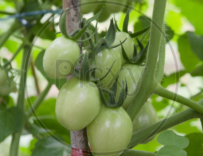 Raw Tomatoes in a Thai garden