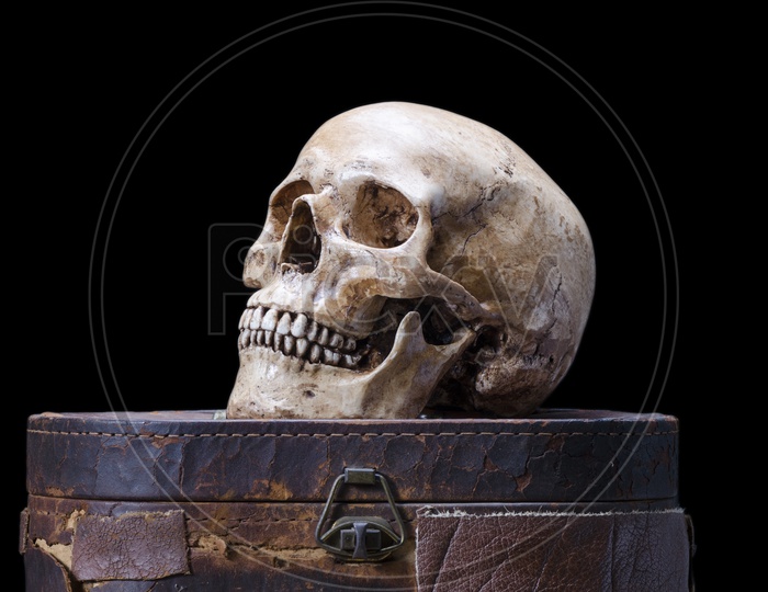 Still life with Side view of human skull on a black background