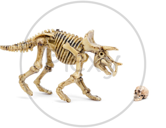 Dinosaur skeleton and Human Skull  Toy On an Isolated White Background