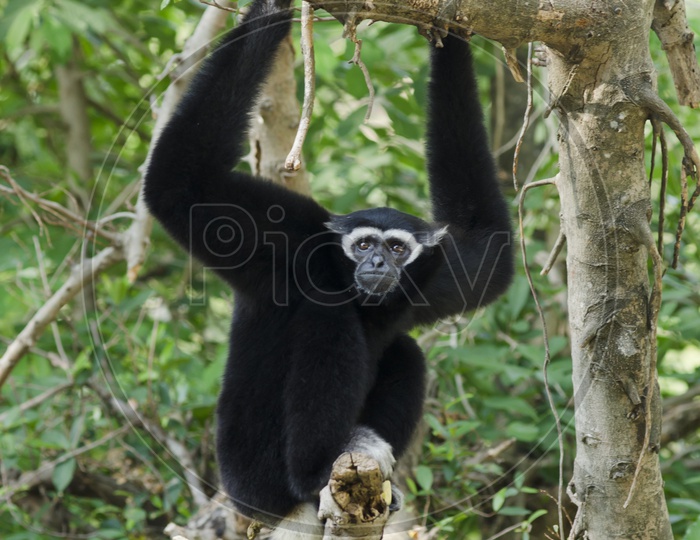 White Cheeked Gibbon or Lar Gibbon Monkey on Tree