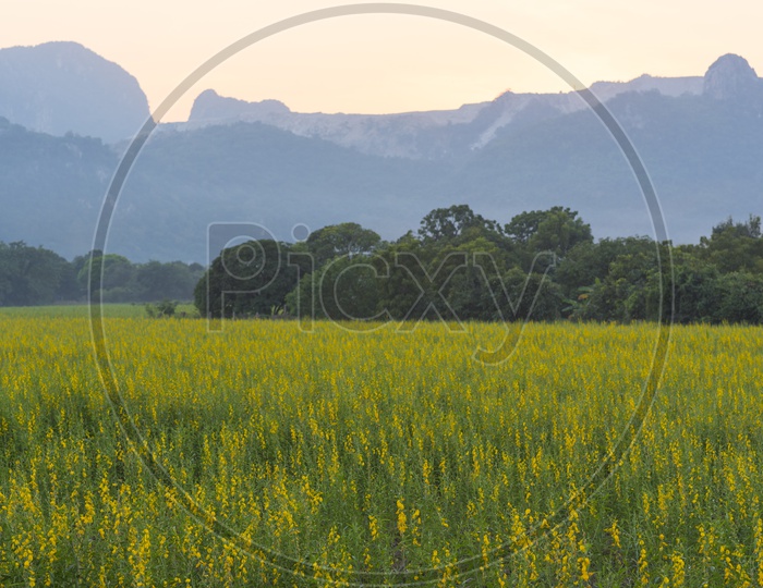 Yellow Flower Fields with Mountains in Thailand