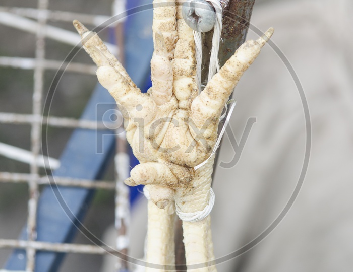 Closeup Shot of Chicken Legs Strapped with Thread