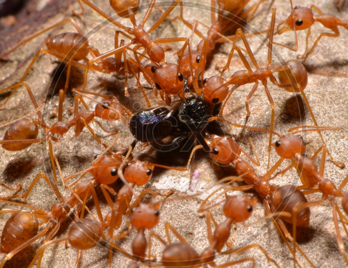 Red fire Ant