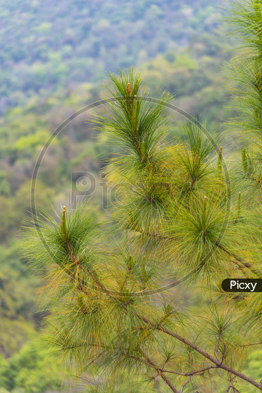 Khasiya Pine Flower