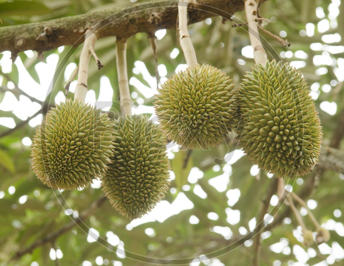 Young durians in the orchard of Thailand